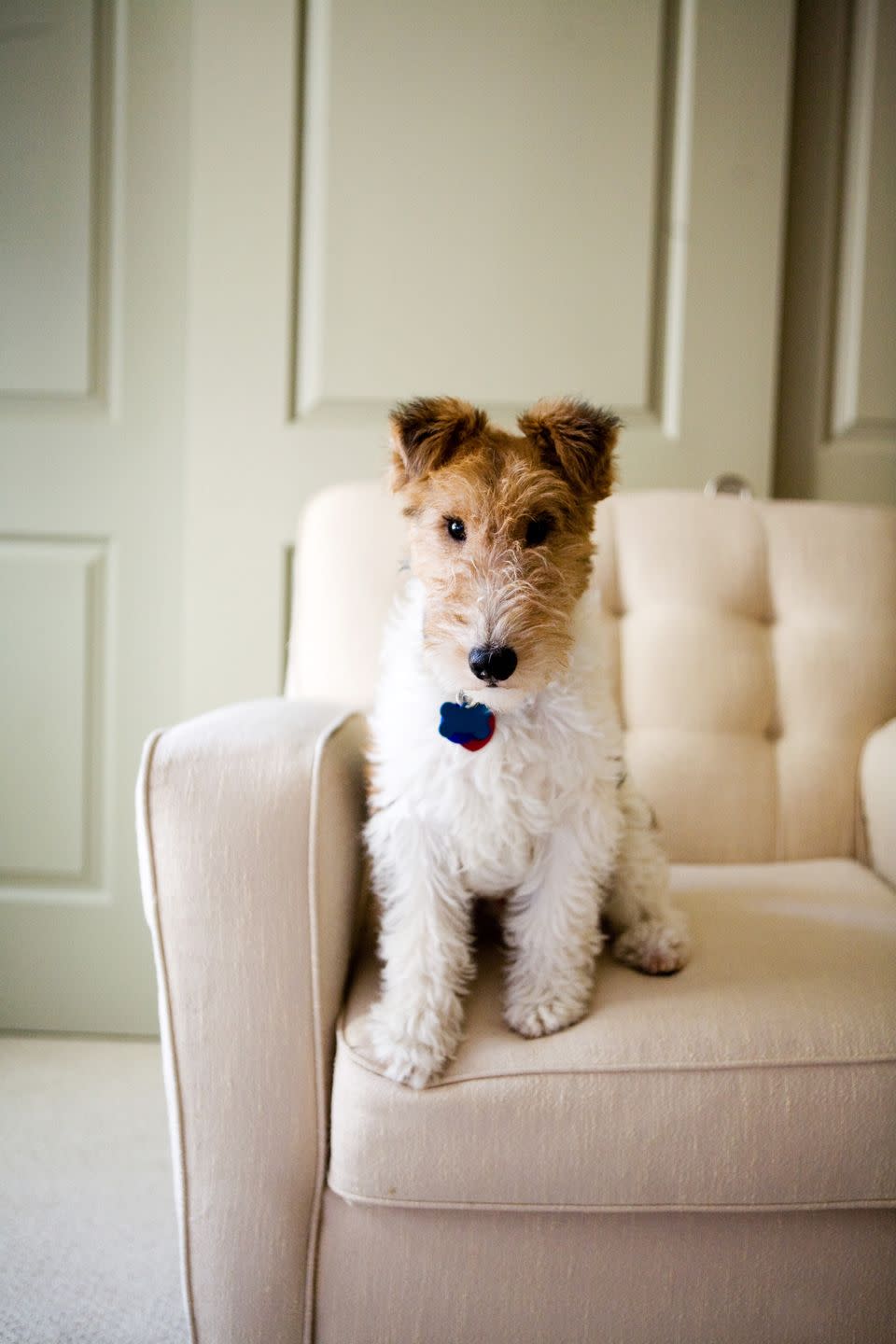 best small dog breeds wire hair fox terrier