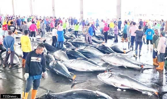 今年東港黑鮪魚捕獲量不斷創高；東港區漁會表示，中低等級、製作加工品的黑鮪魚，因為全台冷凍庫不足，才有一公斤七十元價格，正常品相價格穩定。