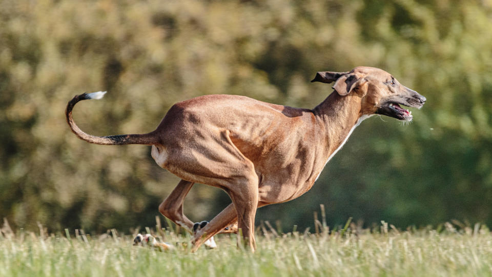 Azwakh dog running very fast