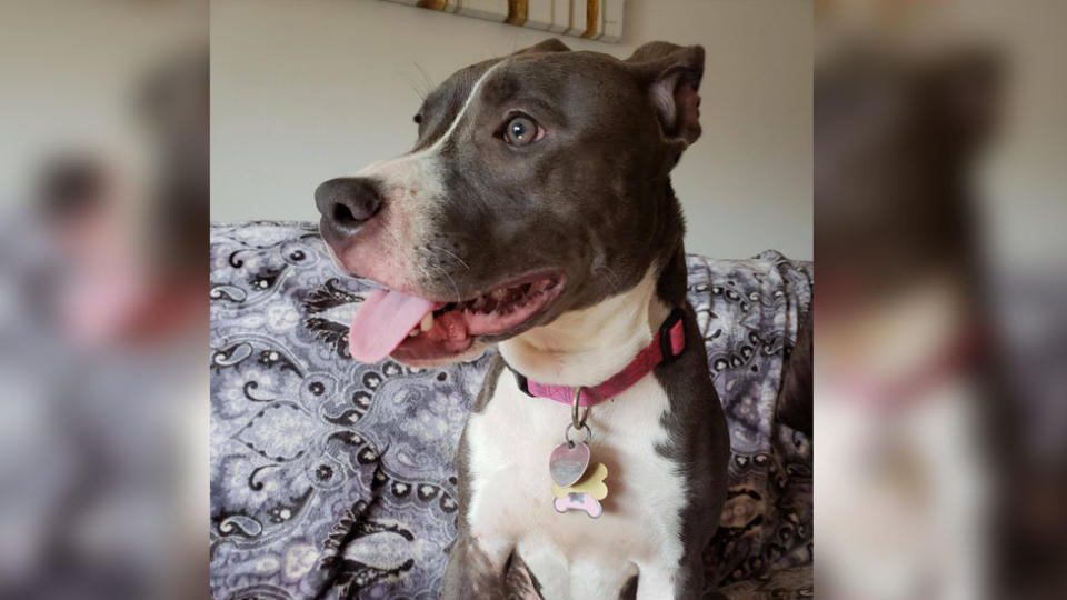 Pit bull dog saved from rising tide in New Jersey. 