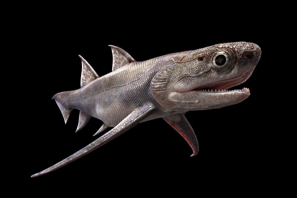 This illustration provided by Heming Zhang in September 2022 depicts Qianodus duplicis, one of the fossil fish, more than 400 million years old, which were found by researchers in southern China, announced in a series of studies published in the journal Nature on Wednesday, Sept. 28, 2022. The fossils date back to the Silurian period when scientists believe our backboned ancestors, who were still swimming around on a watery planet, may have started evolving teeth and jaws around this time. (Heming Zhang via AP)