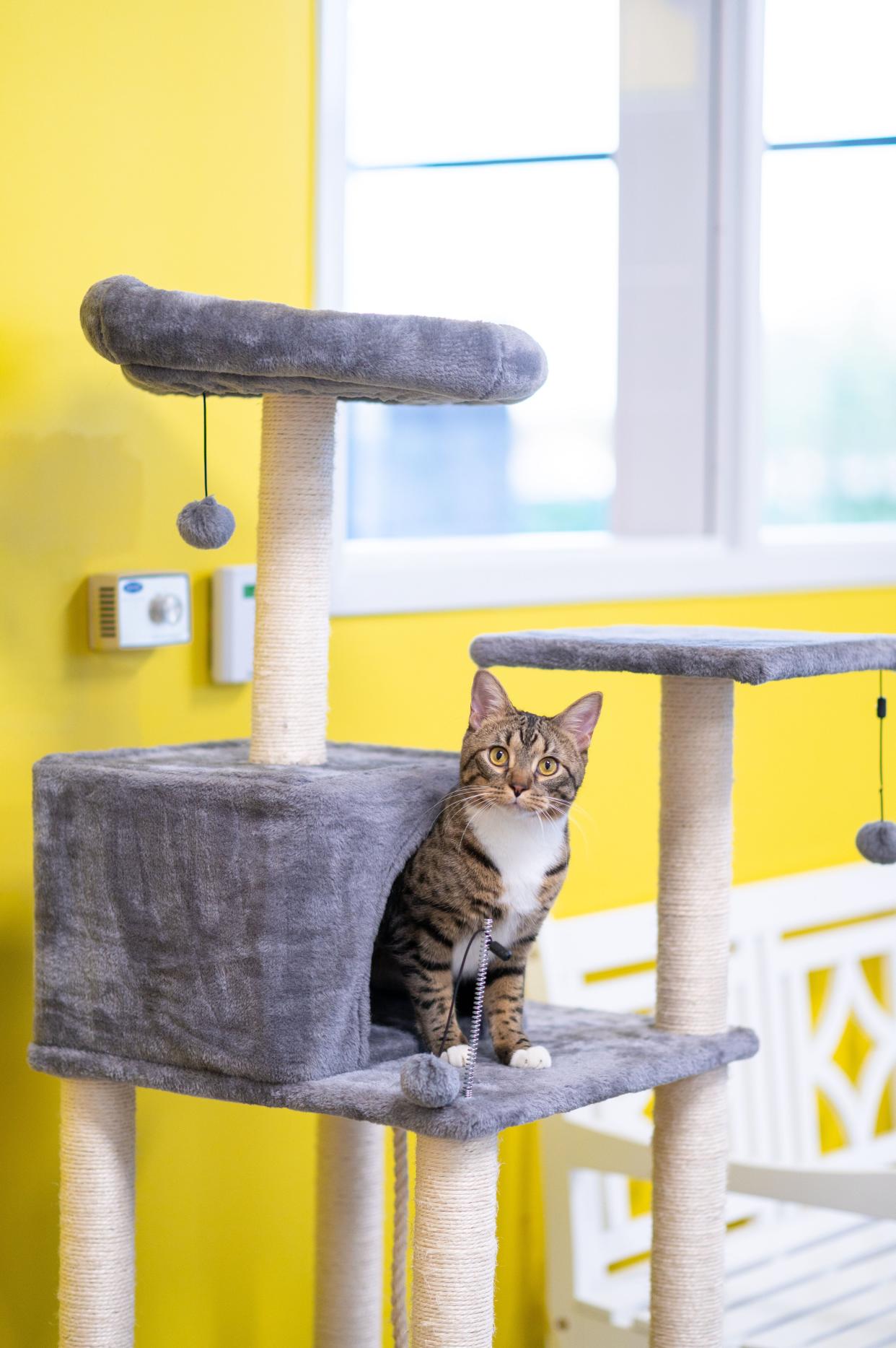 A cat hangs out in a cat condo area.