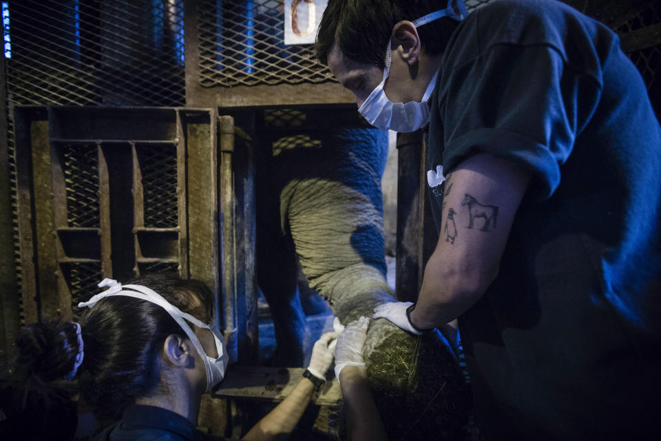 In this Monday Jan. 13, 2020 photo, veterinarians clean and disinfect the foot of Asian elephant Mara, at the former city zoo now known as Ecopark in Buenos Aires, Argentina. Mara will leave her enclosure and be moved to a special sanctuary in Brazil, but before her trip to the neighboring country expected to take place in March, the 55-year-old is undergoing a training process to prepare her for confinement during the 2,500 kilometers road trip, that will last two or three days. (AP Photo/Daniel Jayo)