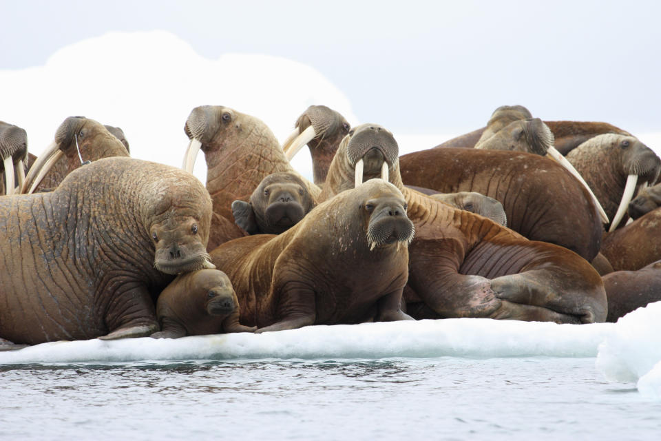 This July 17, 2012 photo released by the U.S. Geological Survey shows adult female walruses on an ice floe with their young in the U.S. waters of the Eastern Chukchi Sea in Alaska. The absence of vast swaths of summer sea ice is changing the behavior of Pacific walrus, federal scientists said Wednesday, but more research is needed to say what the final effects might be. (AP Photo/U.S. Geological Survey, S.A. Sonsthagen)