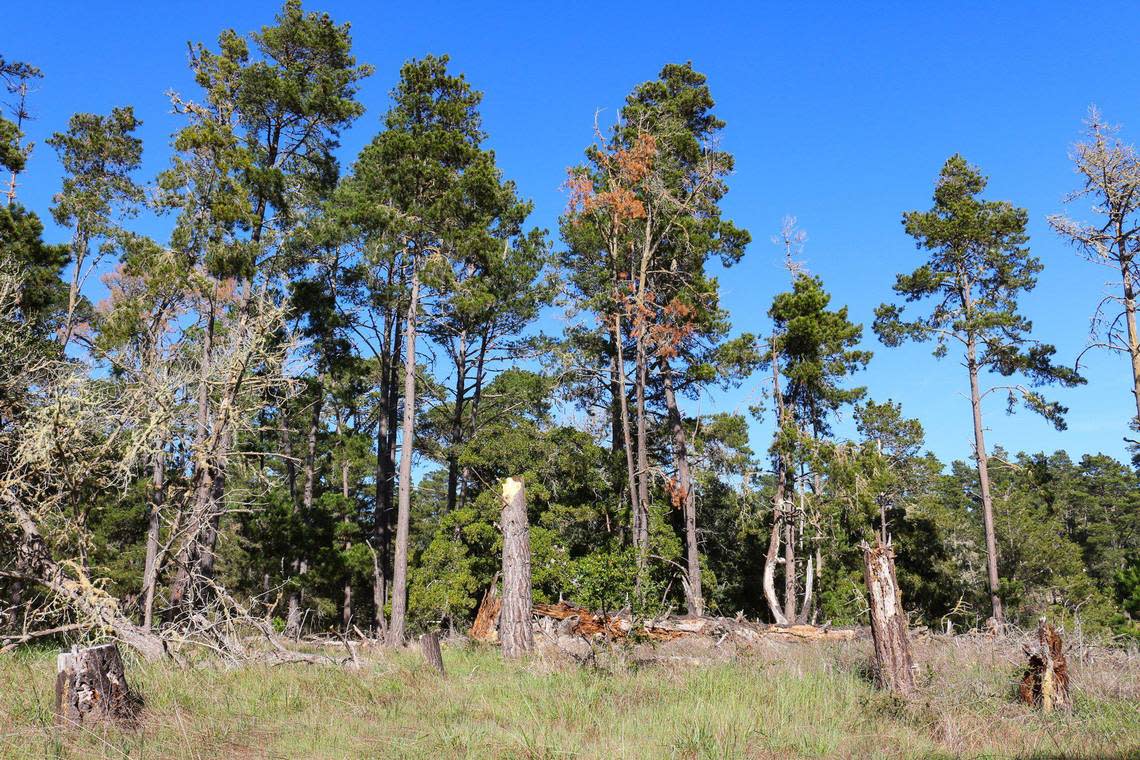 Dead and dying Monterey pine trees are interspersed with live ones on this property off Cambria Pines Road.