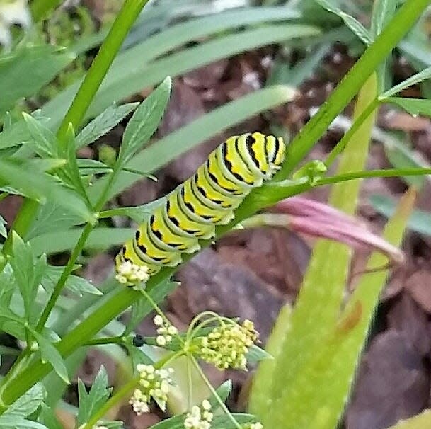 Dill, fennel and parsley provide food for eastern black swallowtail butterfly caterpillars.