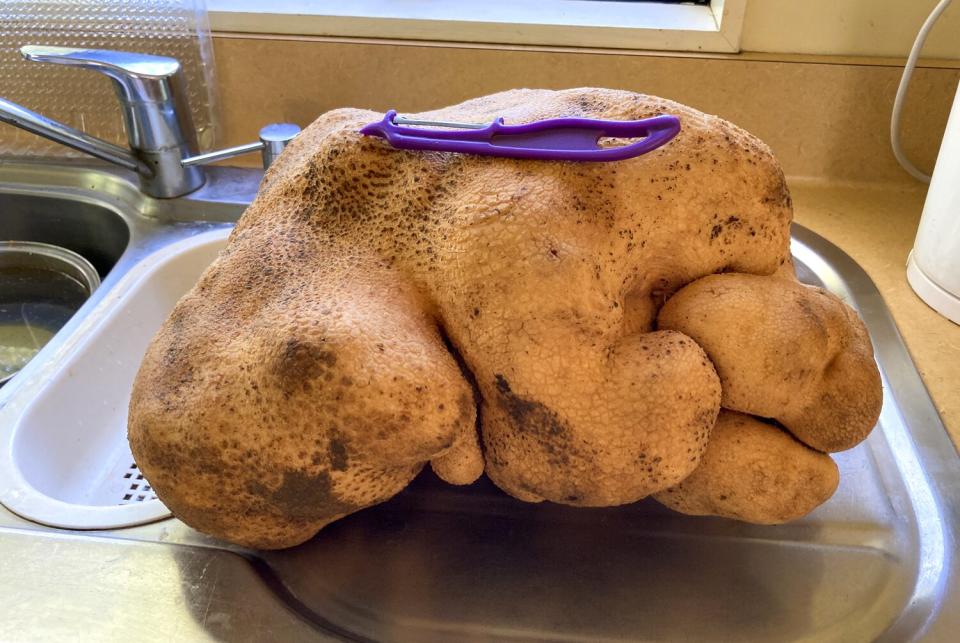 New Zealand Huge Potato