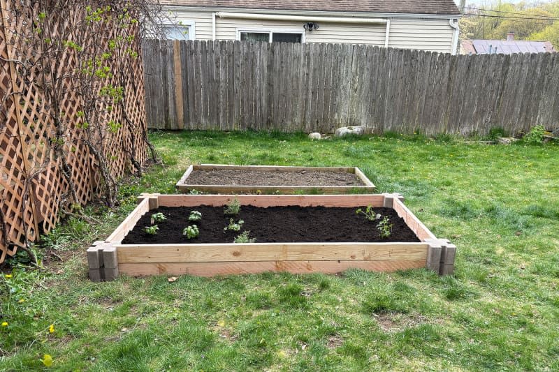 Plants in newly built raised bed.