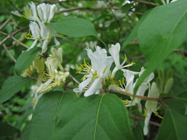 Bush honeysuckle is an invasive plant.