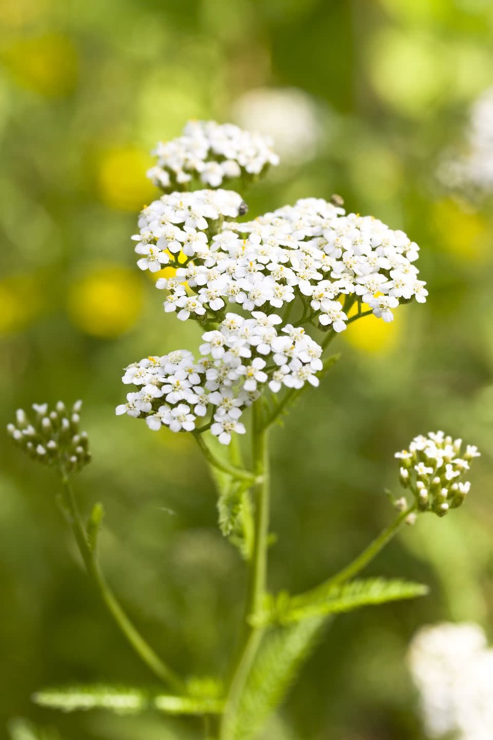 Yarrow types of flowers