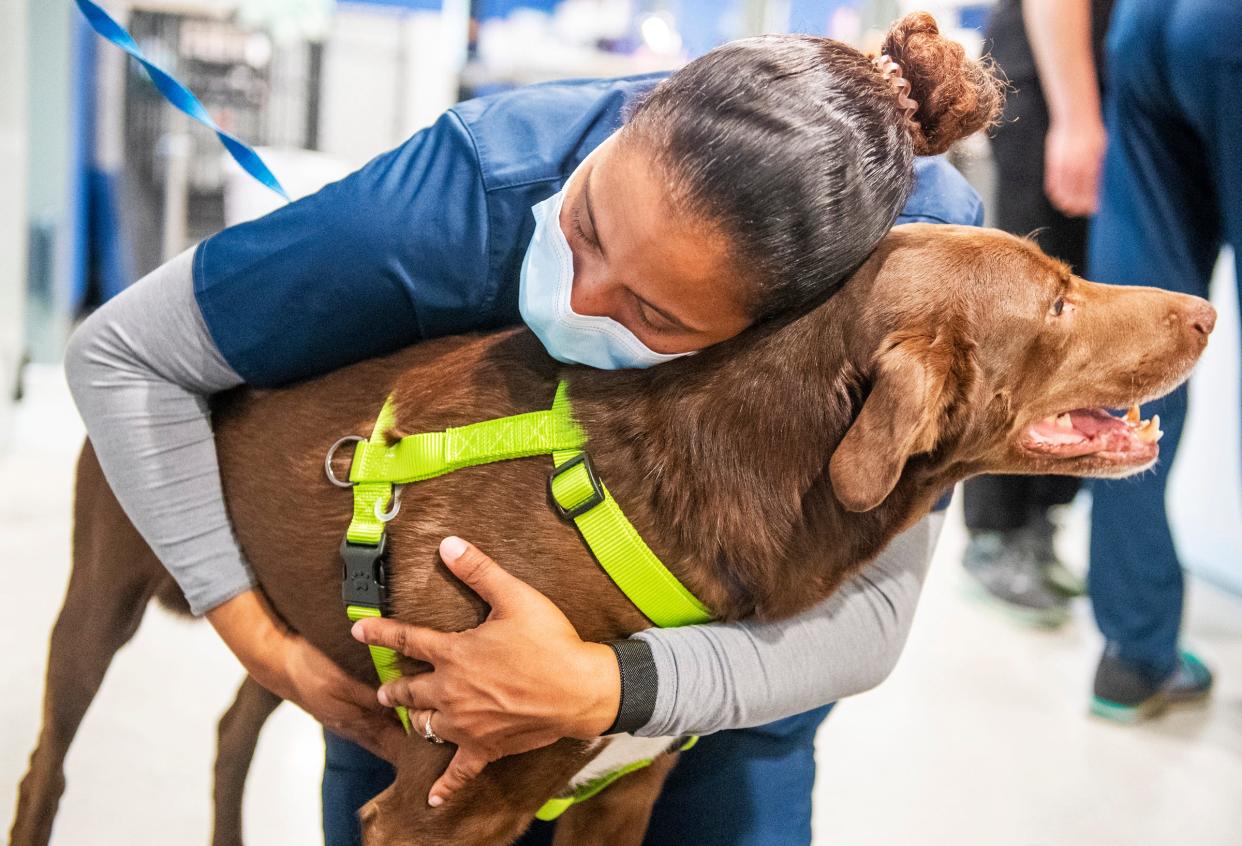 Karen Parson gives an anxious Clyde a hug as they wait for test results at the Monroe County Humane Society’s Nonprofit Veterinary Clinic and Outreach Center on Wednesday. (Rich Janzaruk / Herald-Times)