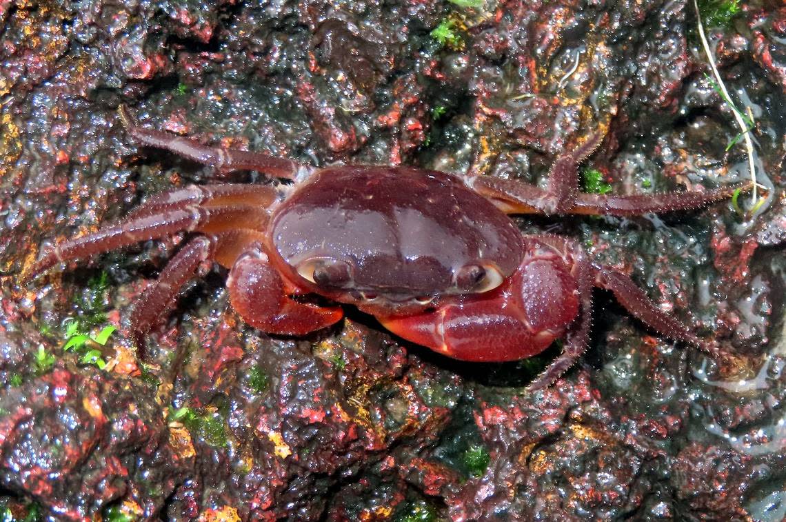 A female Ghatiana dvirupa, or the Mr. and Mrs. Ghat crab.