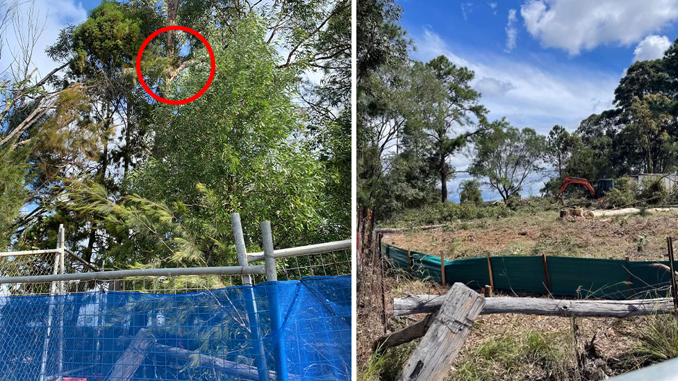 A tree that a koala called home was bulldozed on Foxwell Road, Coomera, this week. Source: Supplied
