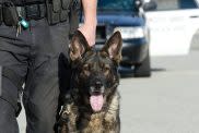 police officer holding k-9 on leash