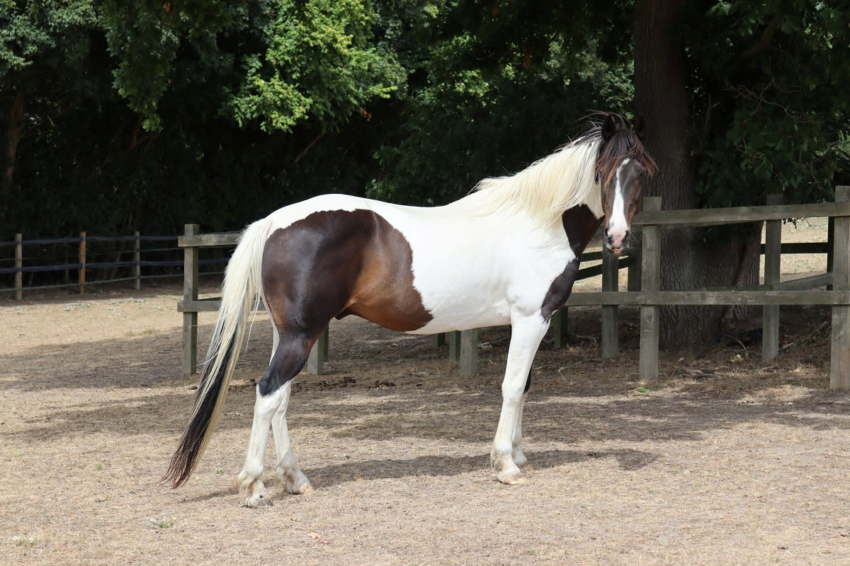 Bert the pony after he was rescued from Christine Kelly's farm and brought back to good health. (swns)