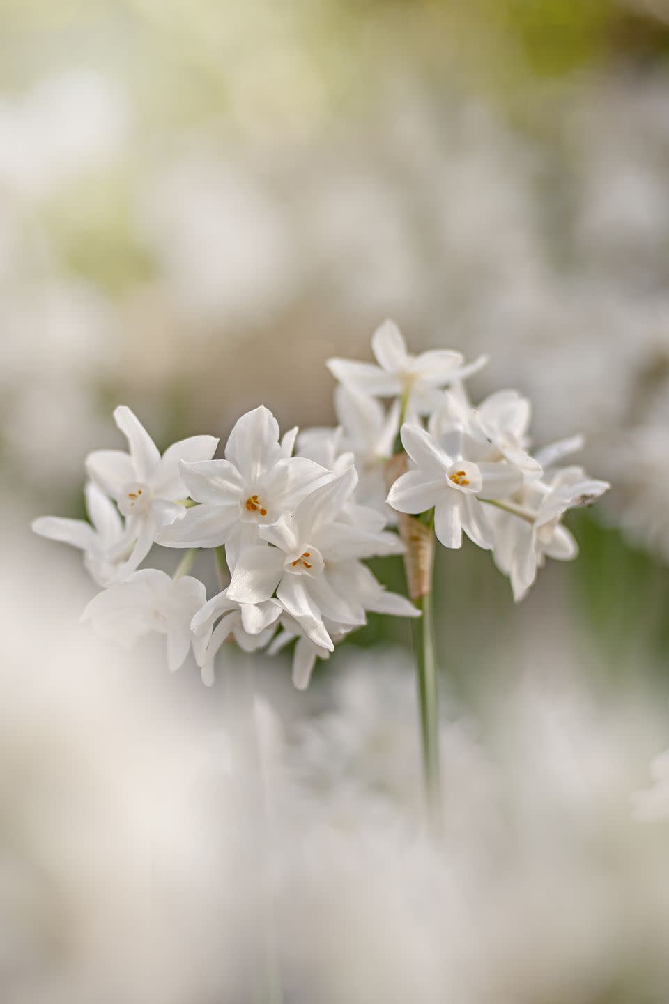 best white flowers daffodil
