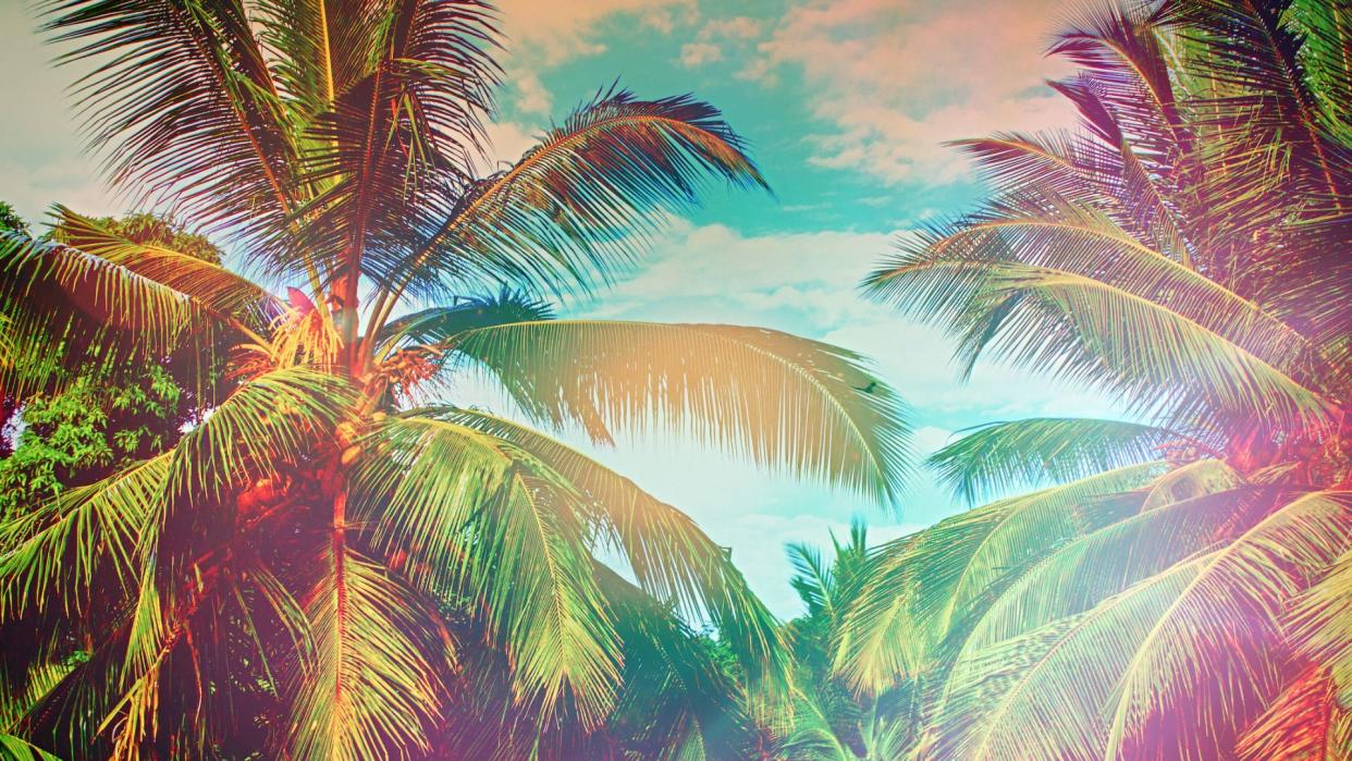  Palm trees depicting travel editors and experts best travel tips. 