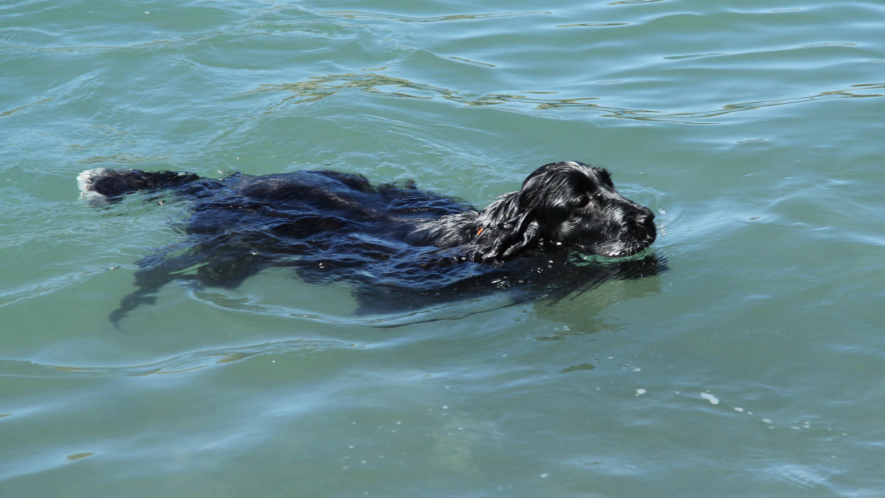 Flat coated retriever swimming in the sea