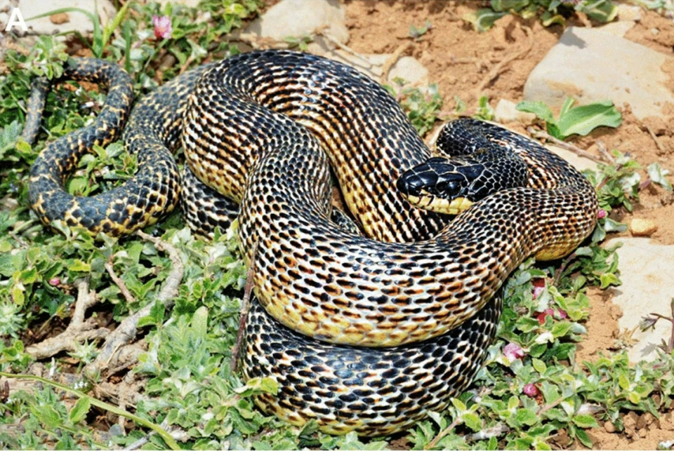 A Levant rat snake, Elaphe druzei, seen at Mount Hermon in 2015.