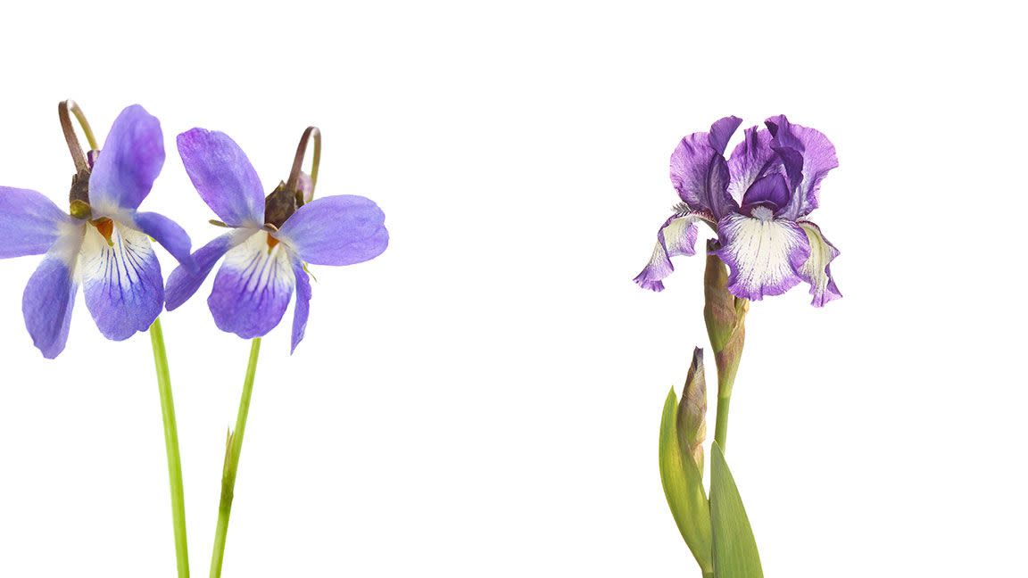 a sprig of violets and one irise plant on a white background