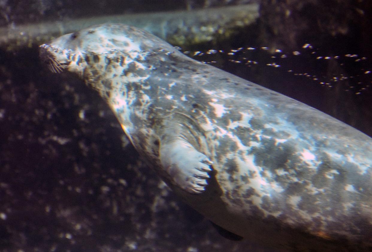 Rona the grey seal at the Louisville Zoo.