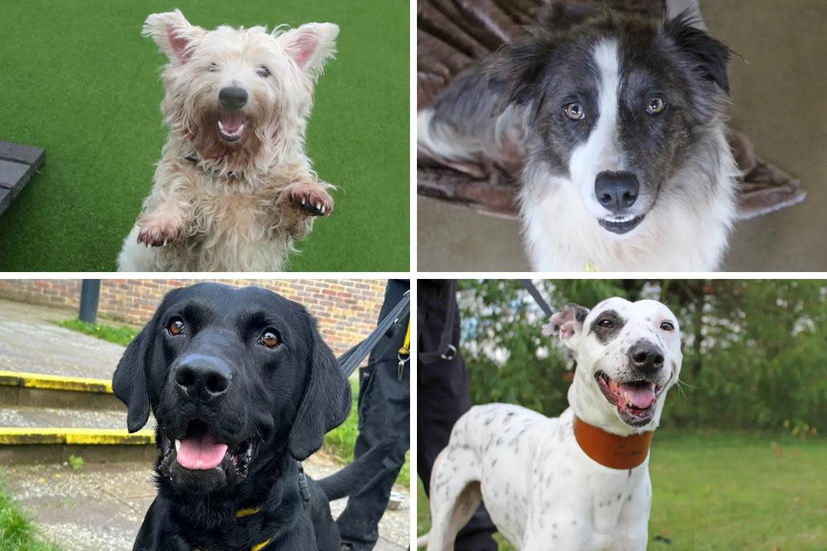 Meet the four Basildon Dogs Trust pups of the week looking for forever homes <i>(Image: Dogs Trust Basildon)</i>