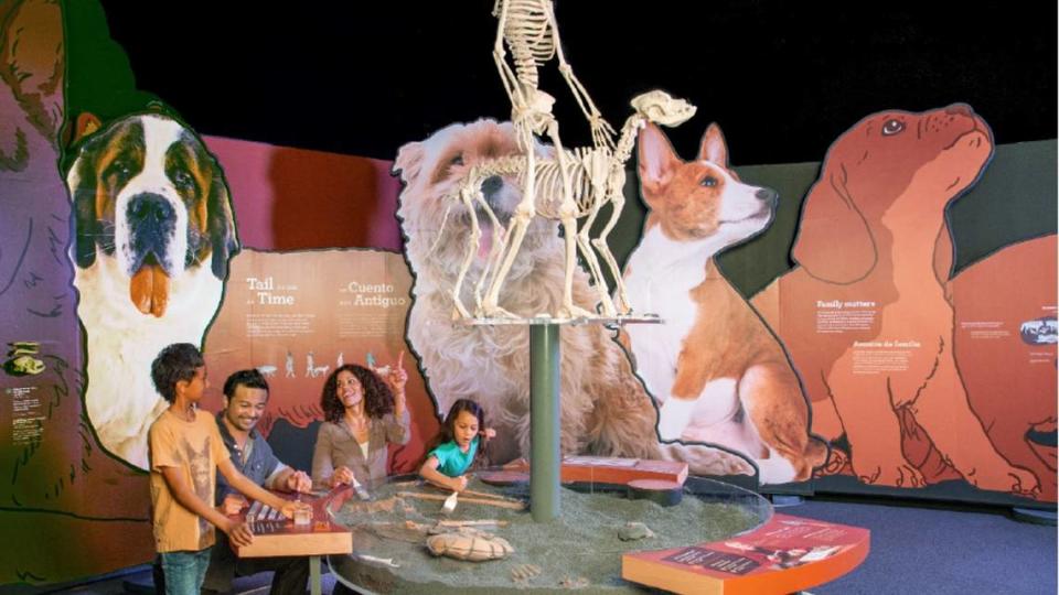 Guests can dig up replica fossils and analyze bones and DNA patterns when “Dogs! A Science Tail” opens at Discovery Place Science in uptown in February 2024.