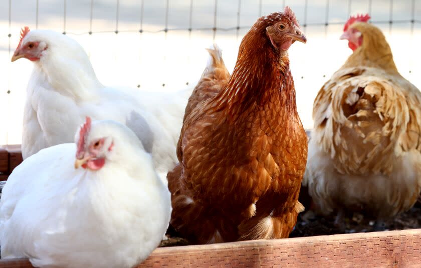 ACTON, CALIFORNIA - OCTOBER 05: Rescued chickens gather in an aviary at Farm Sanctuary's Southern California Sanctuary on October 5, 2022 in Acton, California. A wave of the highly pathogenic H5N1 avian flu has now entered Southern California as the fall bird migration sets in, raising concerns for wild birds and poultry farms in the region. Farm Sanctuary is home to rescued chickens, turkeys, cows, pigs and other farm animals. (Photo by Mario Tama/Getty Images)