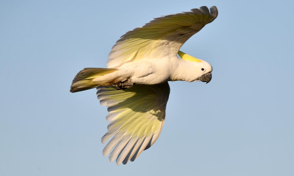 A Bit Scary Melbourne S Cockatoo Drops Potted Plants From Four   1bac4f7d48606e60b7c079f0685c1657