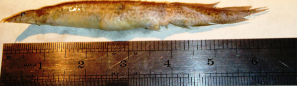 Teen nearly dies after six-inch live eel gets stuck in throat