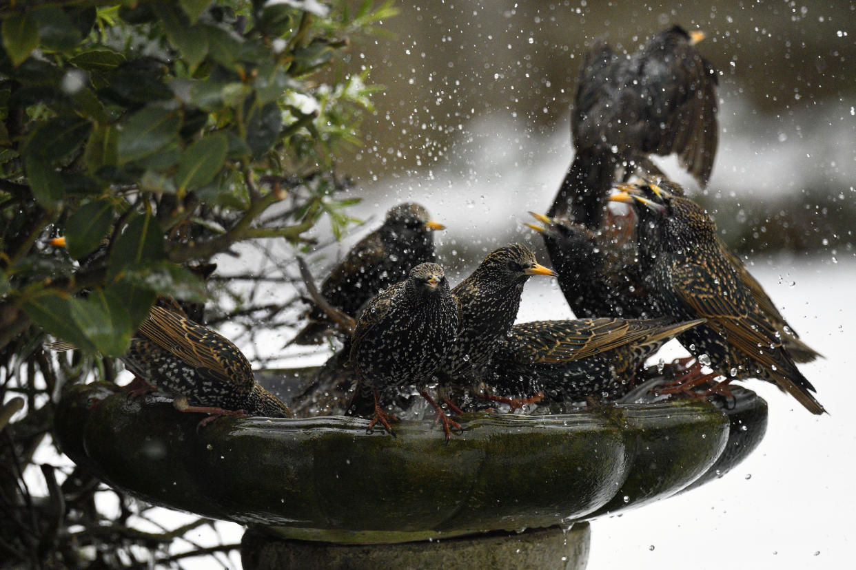  Birds around a bird bath in winter. 