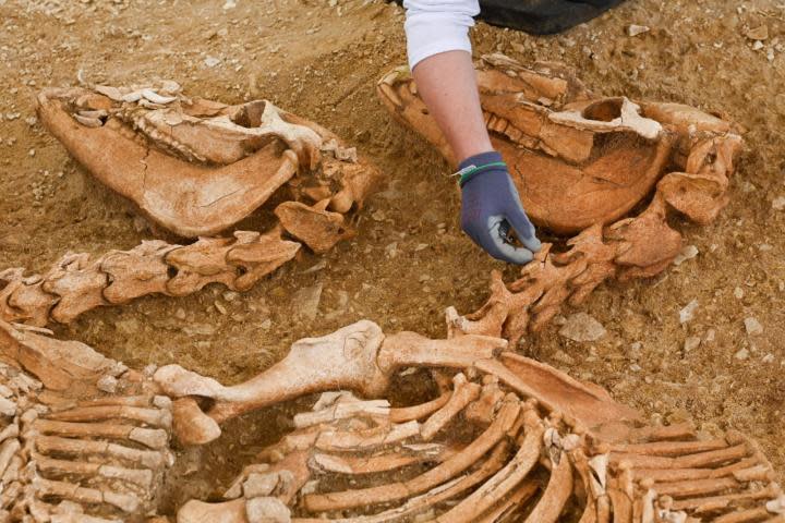 A horse storage pit in the process of being excavated. / Credit: Hamid Azmoun, INRAP