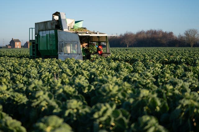 Brussels sprout harvest