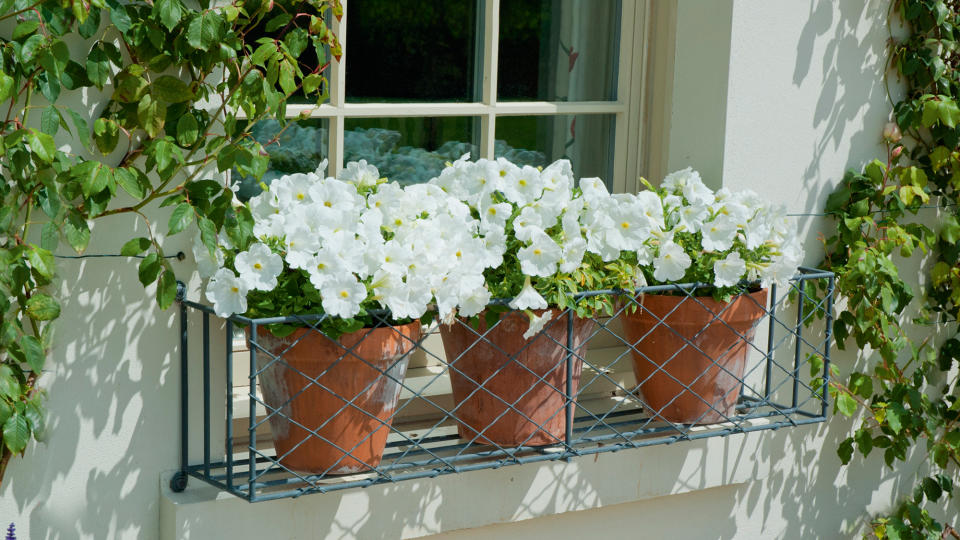 <p> Window boxes are not only a great solution if you are looking for small front garden ideas – they are also brilliant for homes with no front garden at all. </p> <p> Take a cue from plantswoman Sarah Raven, and opt for a fragrant star plant that will provide a feast for all the senses, such as heliotrope, mixed with romantic trailers such as calibrachoa and pelargonium. </p> <p> 'This makes a blow-away incredible window box, with the heliotrope filling the whole space with that delicious, vanilla, cherry-pie scent and the calibrachoa and pelargonium tumbling curtains below,' she says. 'This is now an automatic repeat for us, year on year.' </p>