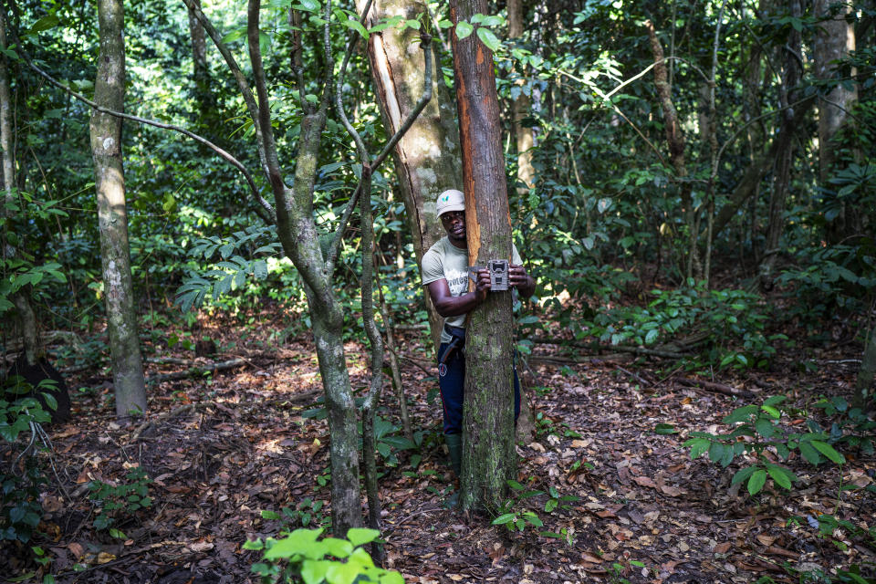 Park ranger Fabrice Menzeme sets a remote camera in Gabon's Pongara National Park forest, on March 9, 2020. Gabon holds about 95,000 African forest elephants, according to results of a survey by the Wildlife Conservation Society and the National Agency for National Parks of Gabon, using DNA extracted from dung. Previous estimates put the population at between 50,000 and 60,000 or about 60% of remaining African forest elephants. (AP Photo/Jerome Delay)