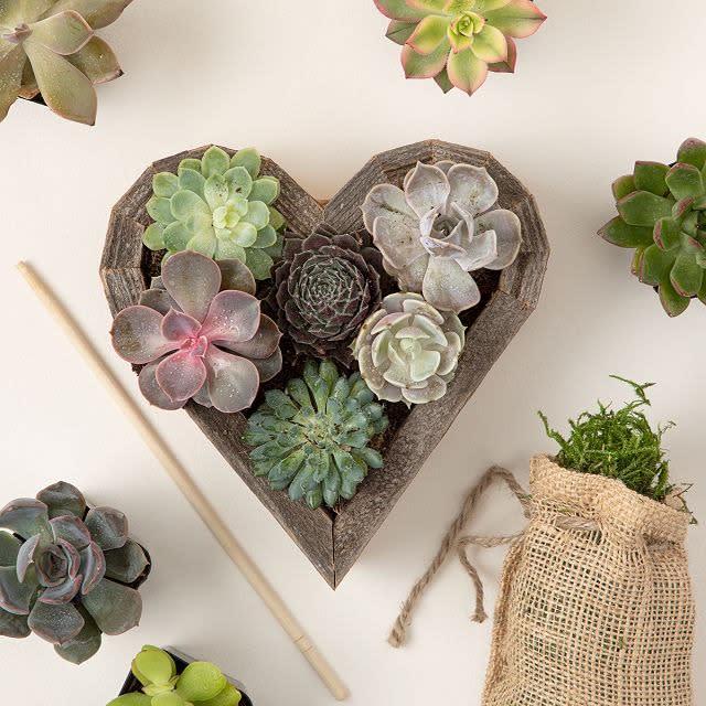 redwood succulent heart kit, best Valentine&#39;s Day gifts