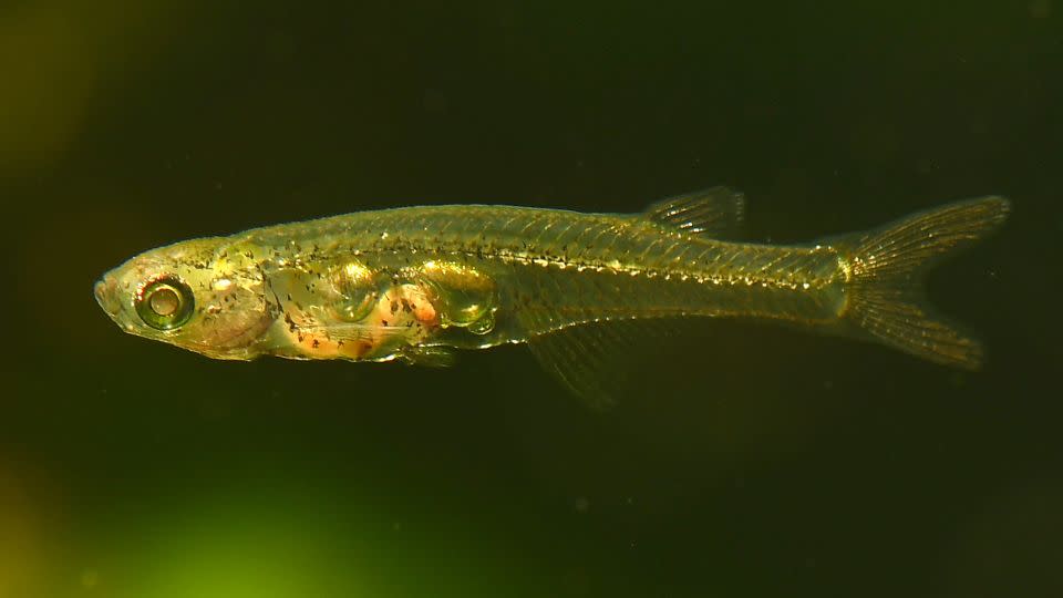 Measuring only half an inch (12 millimeters) long but making sounds louder than 140 decibels, Danionella cerebrum is a noisy fish.  -Senckenberg/Britz