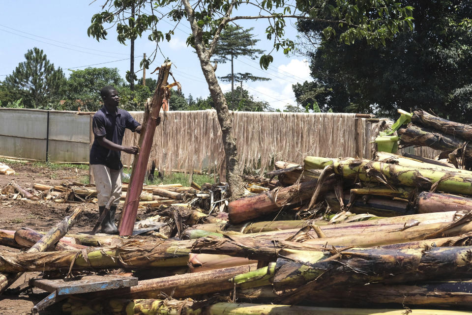 Employee Derick Nsembe peels a banana stem where banana fiber threads are extracted from at Tupande Holdings Ltd workshop, in Kiwenda village, Busukuma, Wakiso District. Uganda, Wednesday, Sept. 20, 2023. The decapitated banana plant is almost useless, an inconvenience to the farmer who must then uproot it and lay its dismembered parts as mulch. A Ugandan company is buying banana stems in a business that turns fiber into attractive handicrafts. The idea is innovative as well as sustainable in this East African country that’s literally a banana republic. (AP Photo/Hajarah Nalwadda)