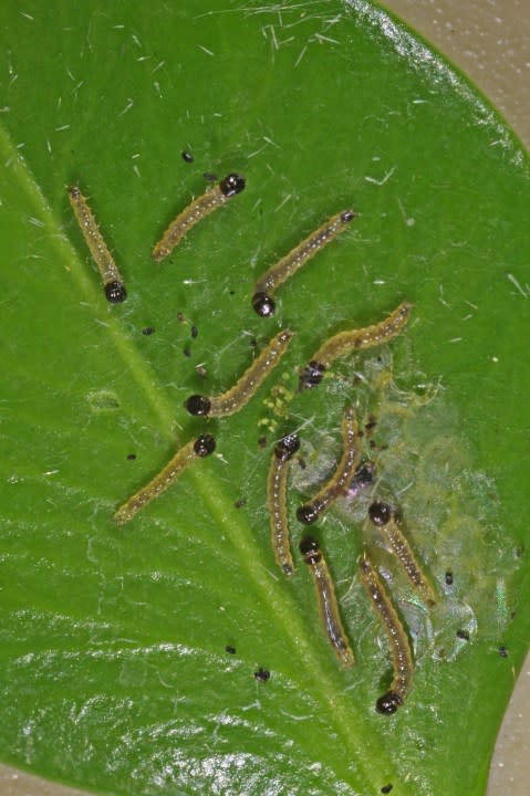 These box tree moth caterpillars recently hatched from their eggs, at Forest Pest Methods Laboratory, Buzzards Bay, MA. USDA photo by Hannah Nadel