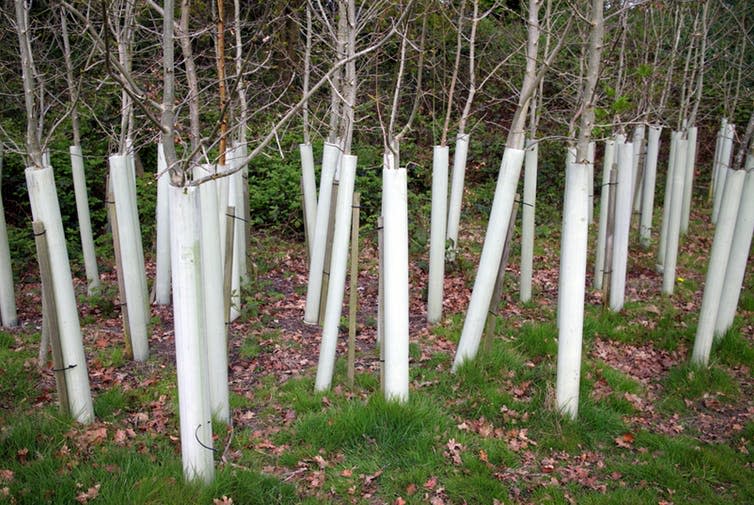 <span class="caption">Plastic tree guards are supposed to prevent herbivores eating tree saplings.</span> <span class="attribution"><a class="link " href="https://www.shutterstock.com/image-photo/trees-planted-plastic-protective-collars-designed-627771959" rel="nofollow noopener" target="_blank" data-ylk="slk:Thinglass/Shutterstock;elm:context_link;itc:0;sec:content-canvas">Thinglass/Shutterstock</a></span>