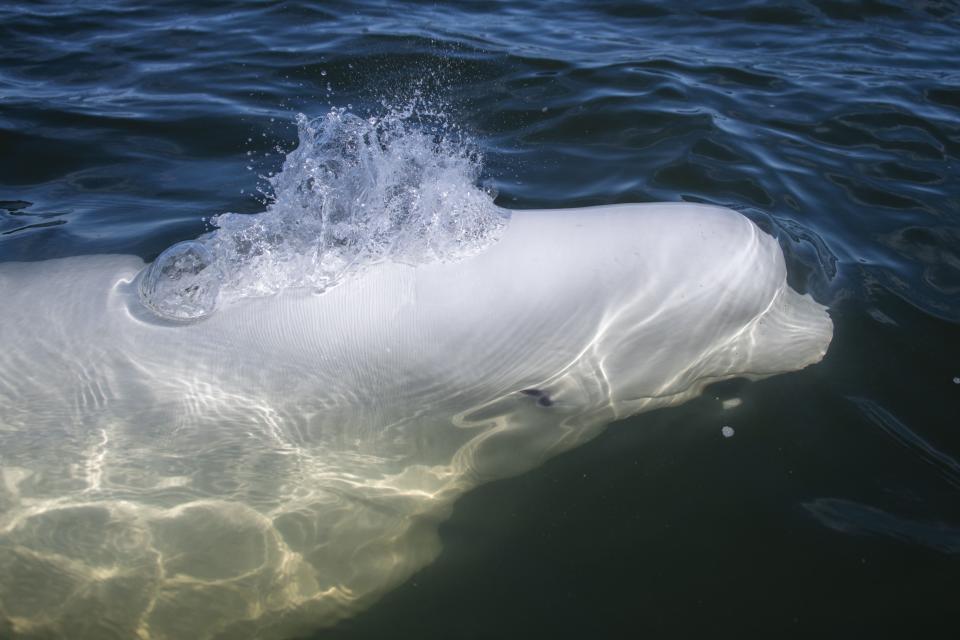 A beluga whale swims and feed in Hudson Bay, outside Churchill, northern Canada on August 9, 2022.