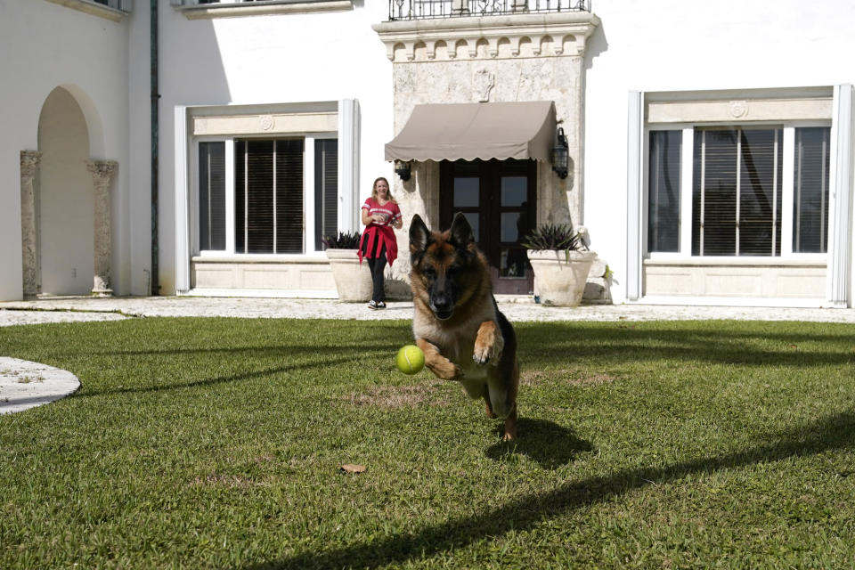 German Shepherd Gunther VI chases a tennis ball thrown by handler Stacey Marino outside of a house formally owned by pop star Madonna, Monday, Nov. 15, 2021, in Miami. Gunther VI inherited his vast fortune, including the 9-bedroom waterfront home once owned by the Material Girl from his grandfather Gunther IV. The estate, purchased 20 years ago from the pop star, was listed for sale Wednesday. (AP Photo/Lynne Sladky)