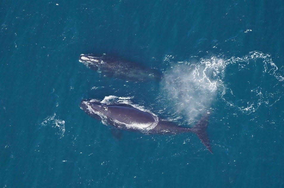 A North Atlantic right whale female named Fission and an unnamed juvenile male right whale were seen in March during an aerial survey over southern New England waters.