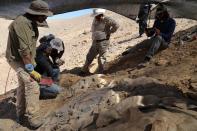 Scientists discover remains of fearsome marine predator at Atacama desert