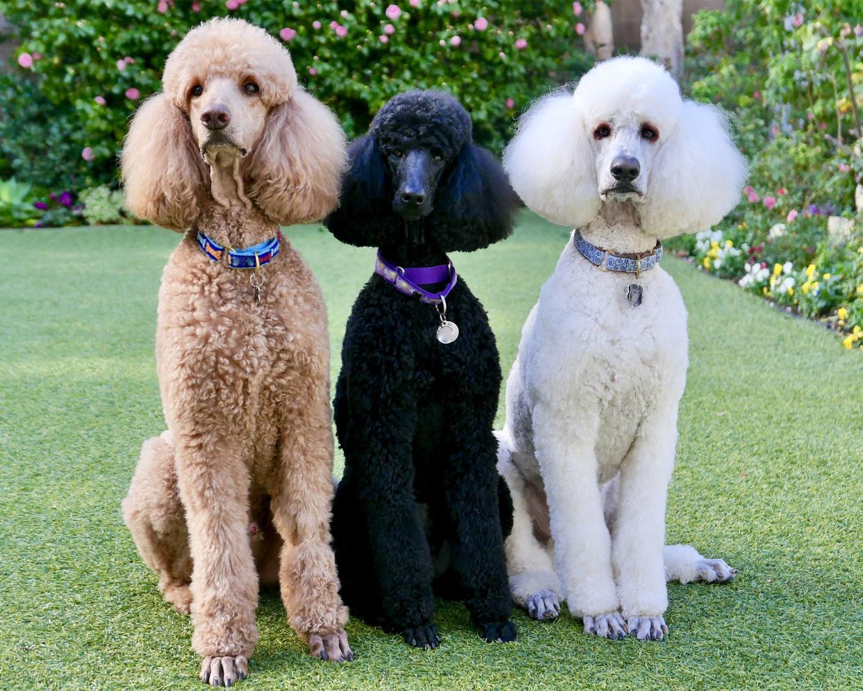 Standard Poodle