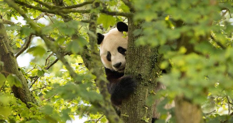 愛丁堡動物園的「陽光」是園區內明星動物。（翻攝edinburghzoo官網）