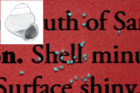 The newly identified snail, the world's smallest on record, is tiny compared to the small font used in the journal ZooKeys where it is described.