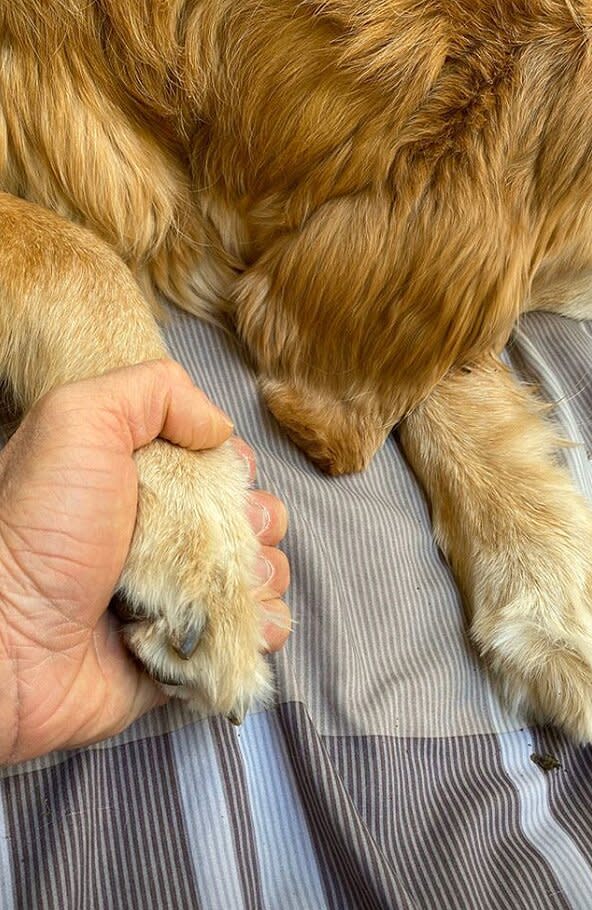 Shawn Booth Pays Tribute to 'Soul Dog' Tucker, Gets Real About Grieving the  Loss of a Pet