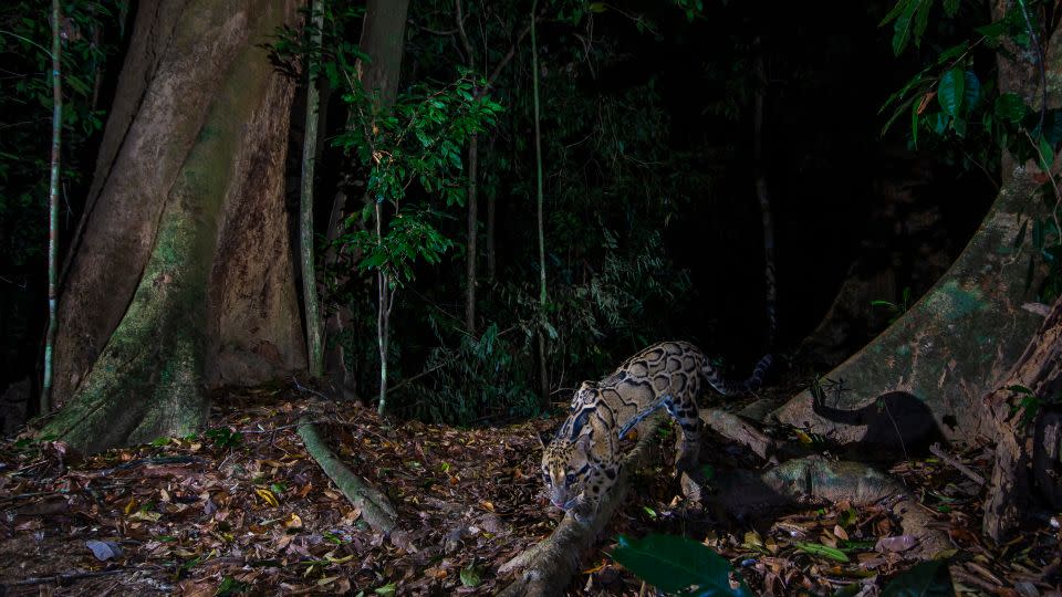 Over the five-month project, Rondeau captured other wildlife in Royal Belum State Park, such as this clouded leopard. - Emmanuel Rondeau / WWF-US