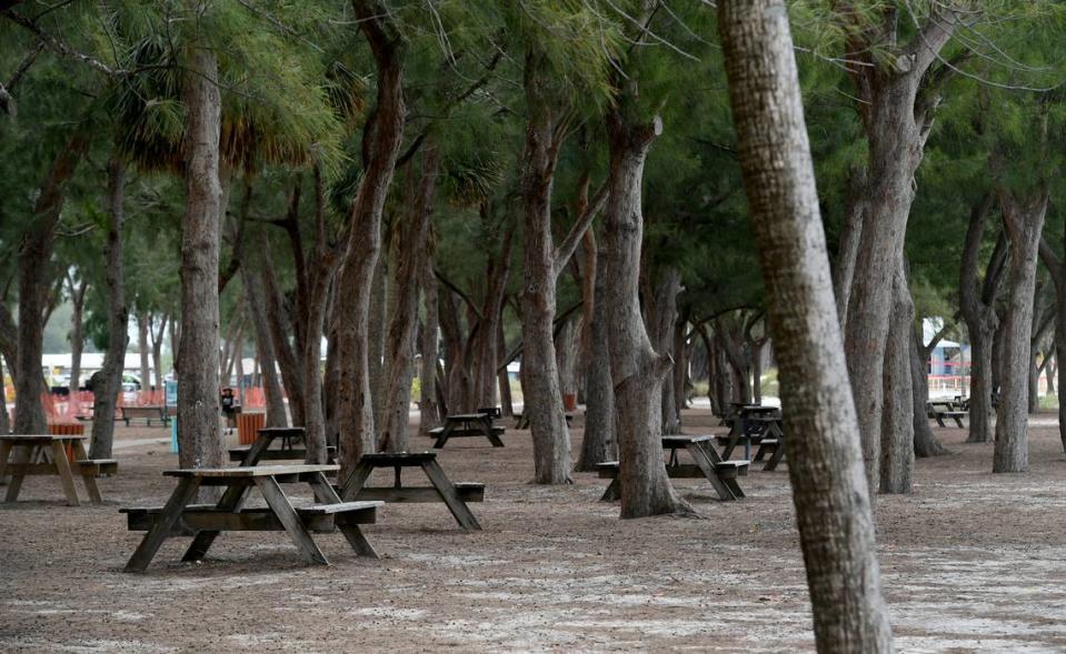 The trail along Coquina Beach near the North Coquina parking lot where visitors can enjoy a bit of shade from the Australian pines, trees that have been the subject of much debate. There are also many picnic tables along the trail.